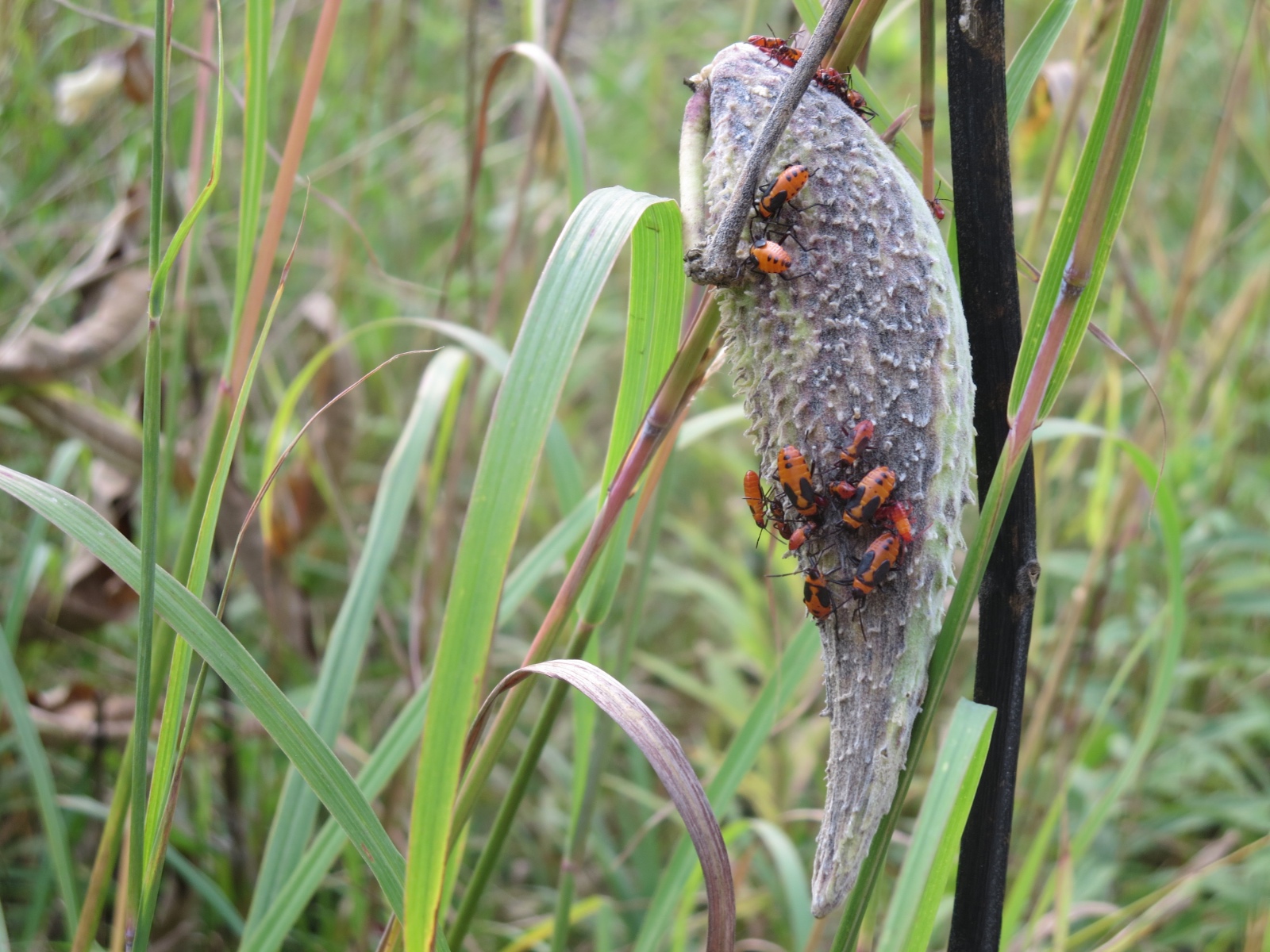 Beetles on opening seed pod