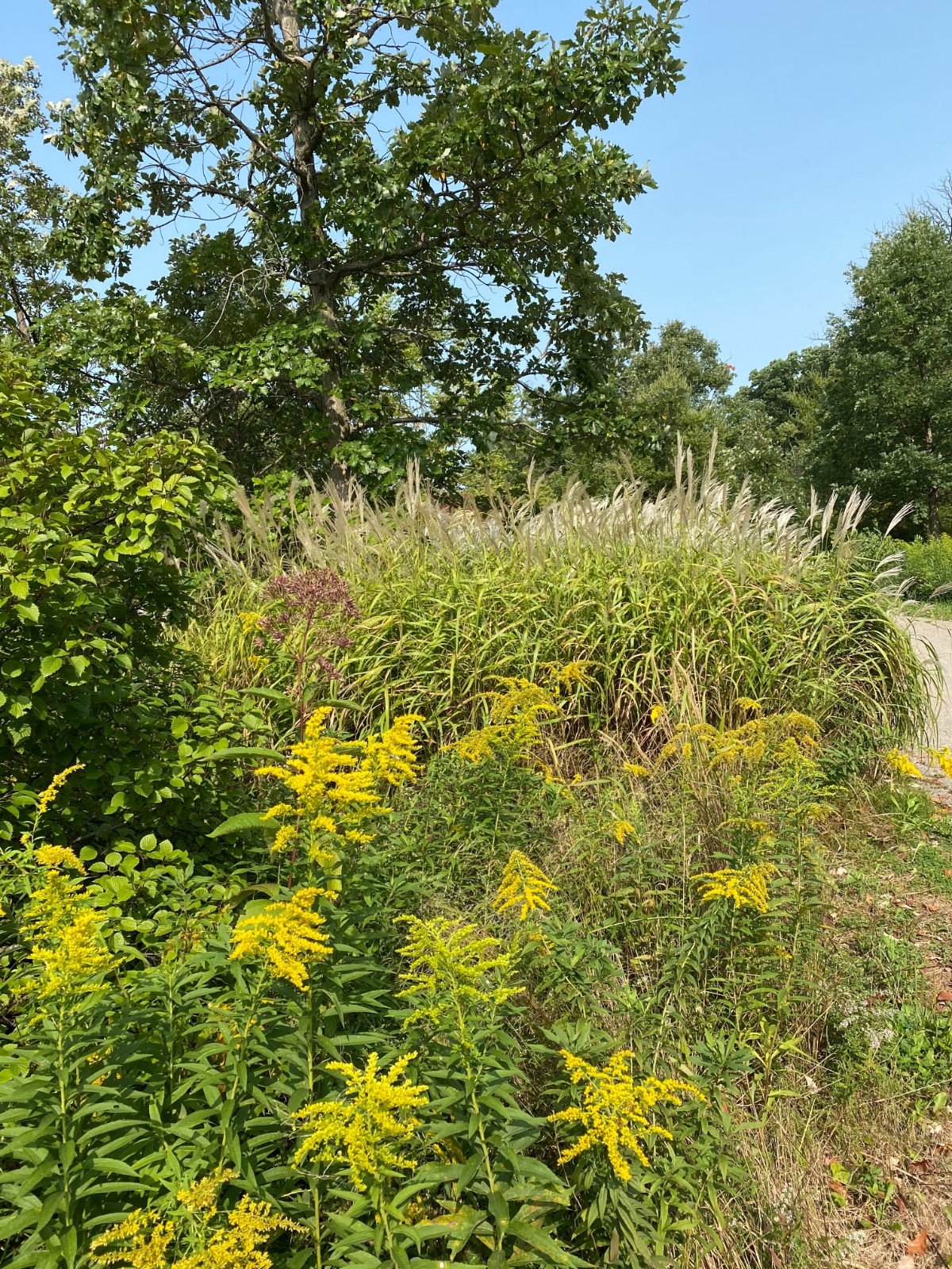 Golden rod in front of flowering grasses