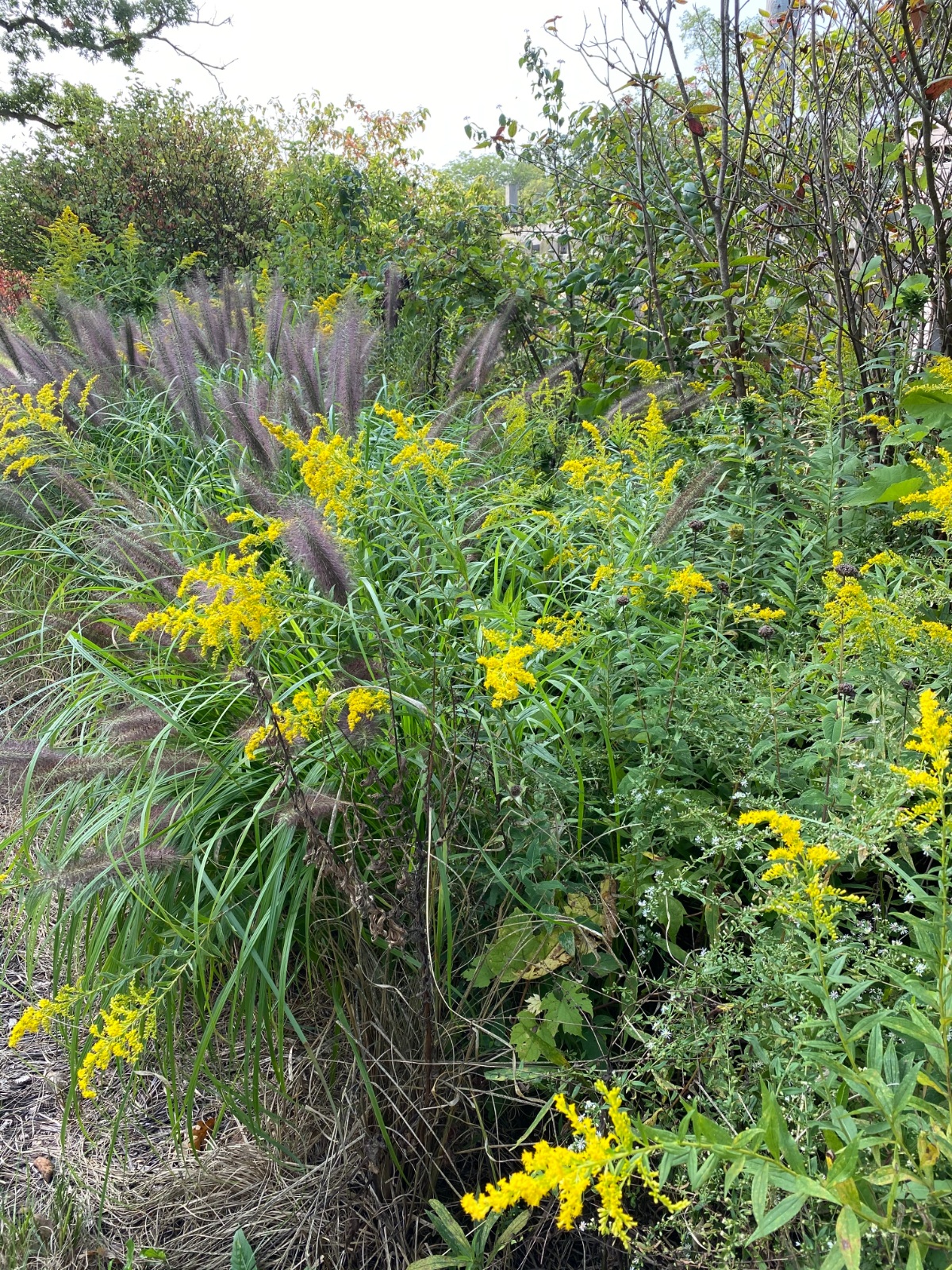 Beautiful mix of golden rod and grasses