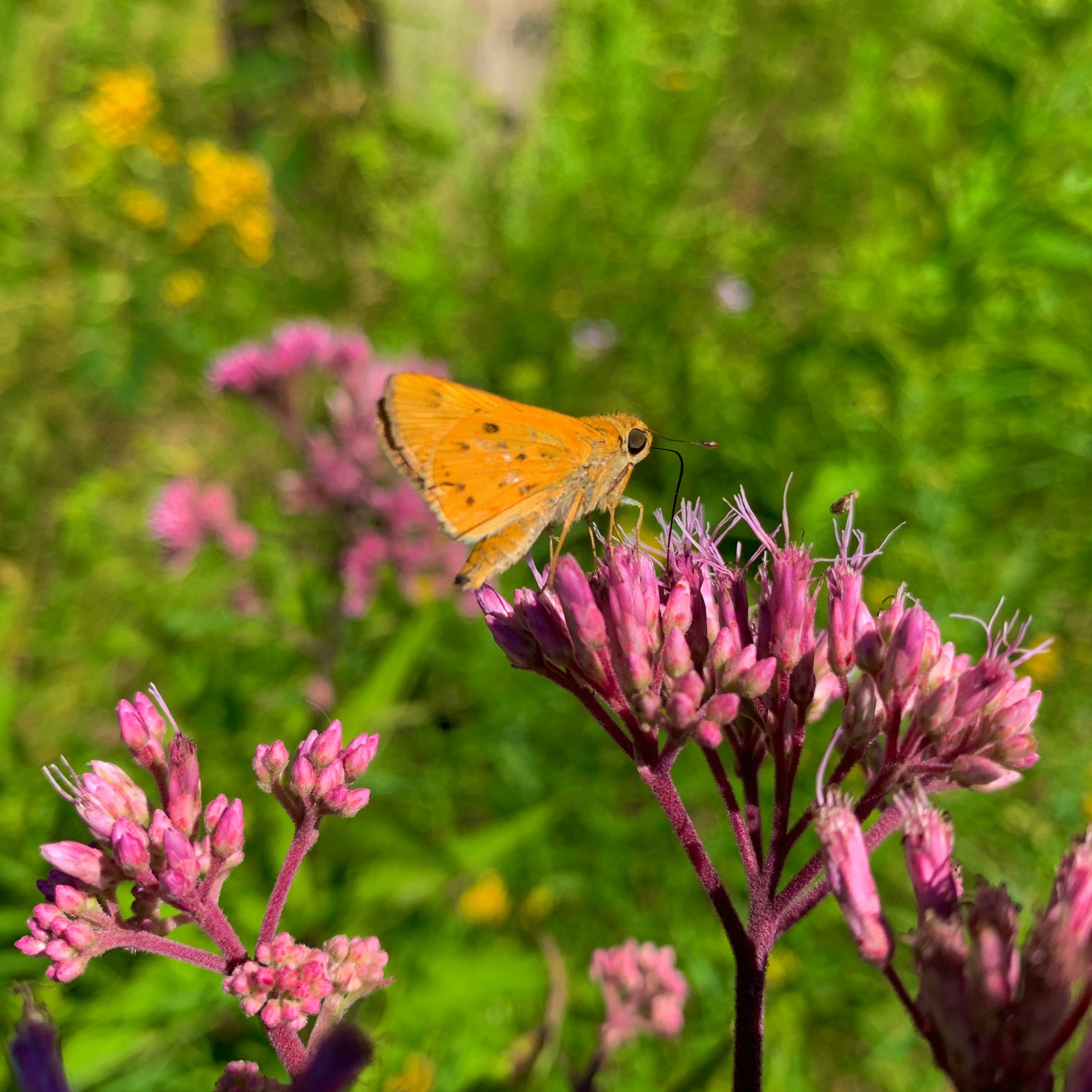 A Sip of Nectar
