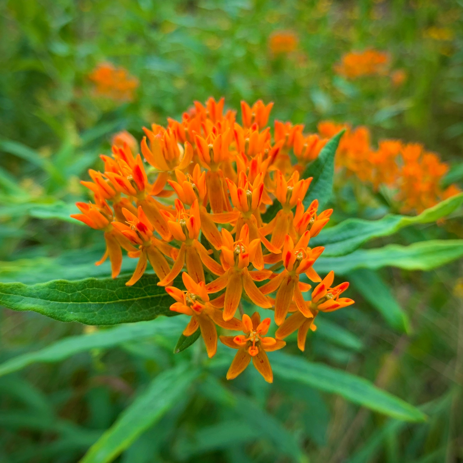 Orange Milkweed Closeup