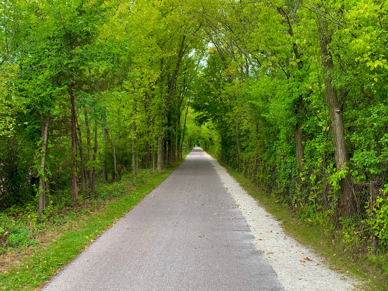 Canopy of Green in Winnetka