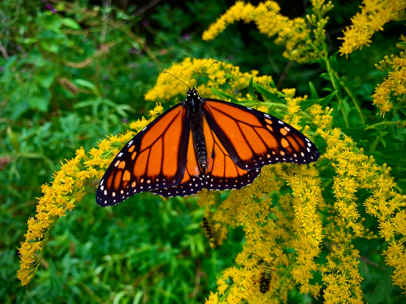 Monarch Butterfly on Goldenrod