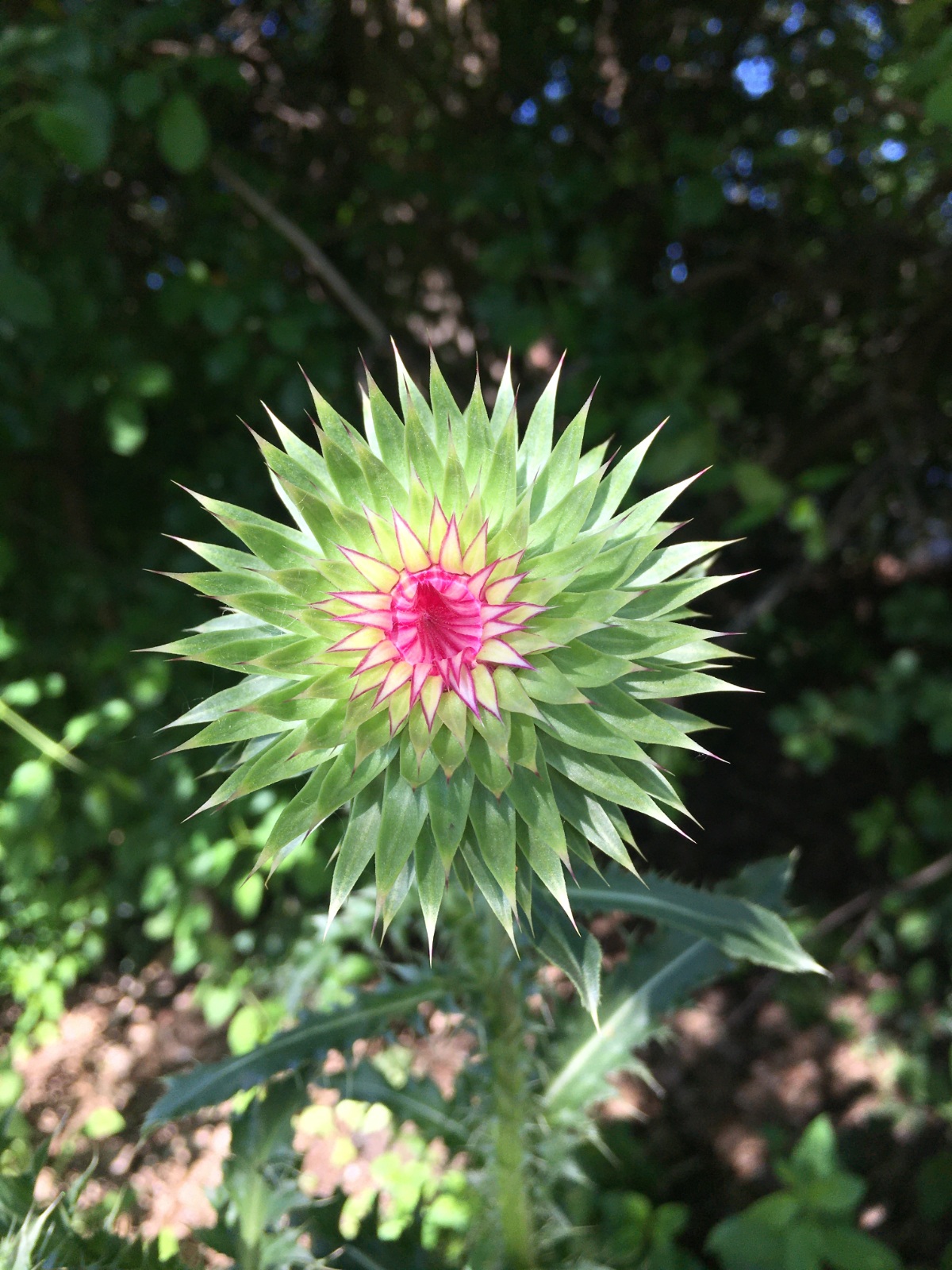A Beautiful Musk Thistle Weed Along the Path.
