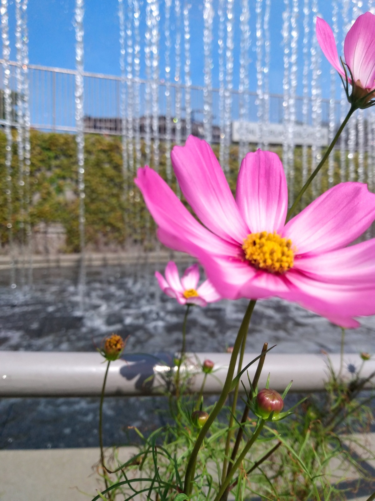 Flowers and Fountains