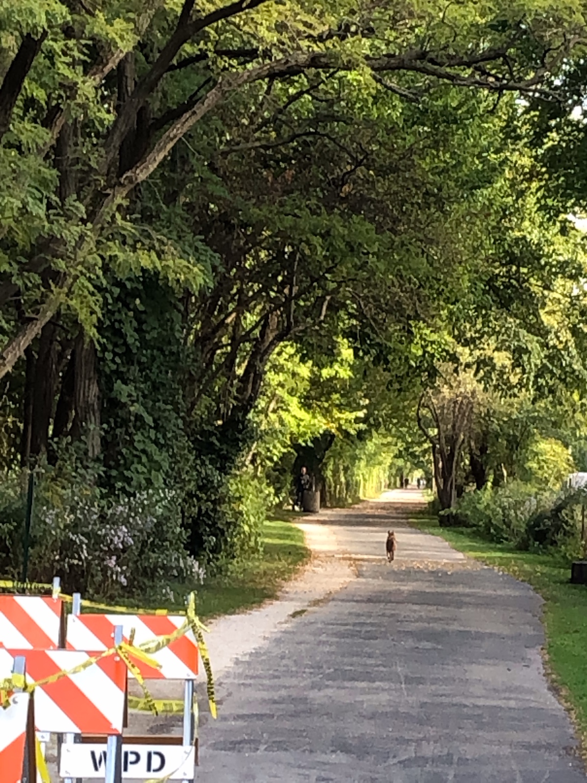 Coyote—- Time 4:00PM   Green Bay Trail , Tuesday September 29