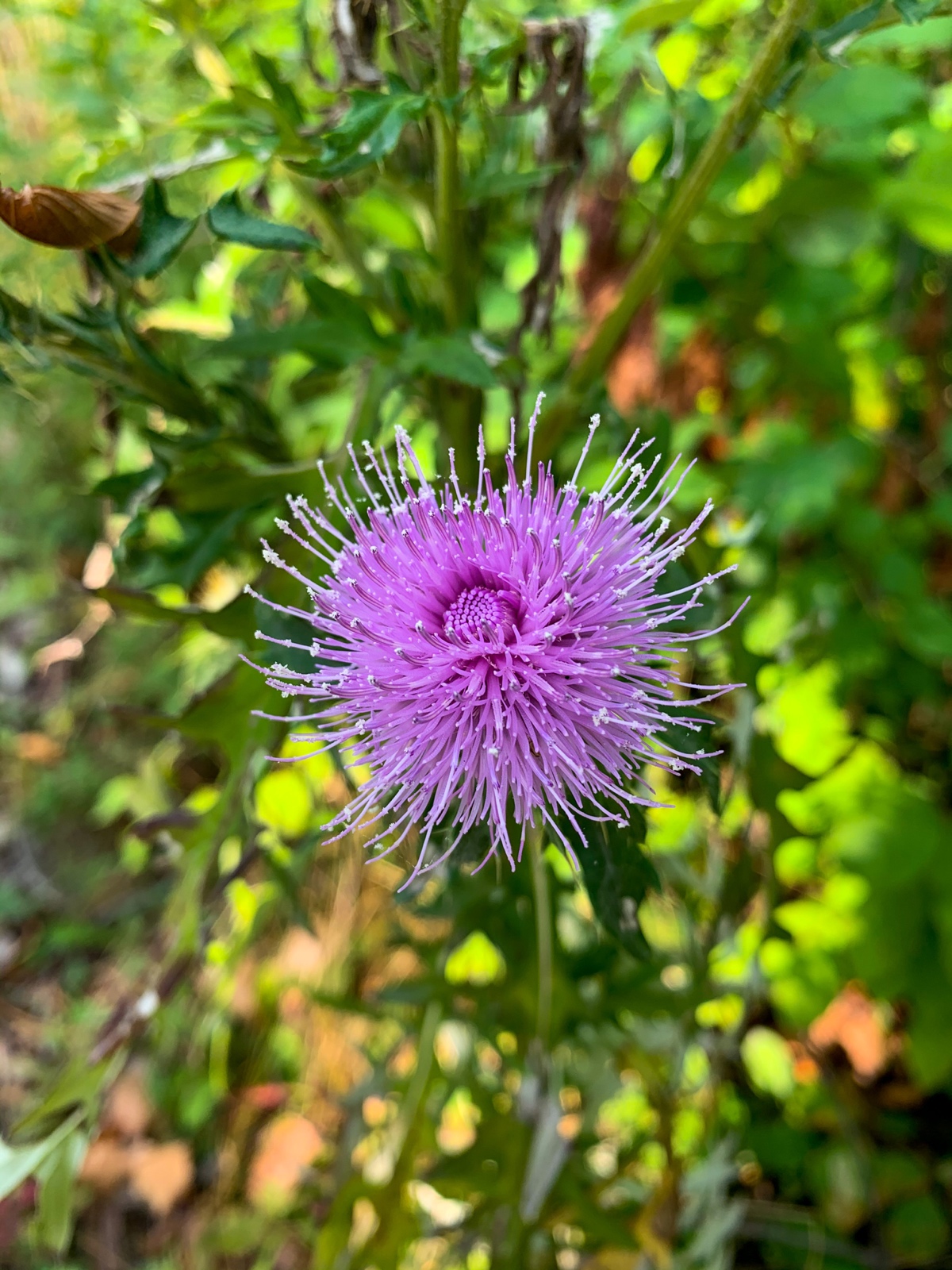 Hope you’re not Allergic to Pollen