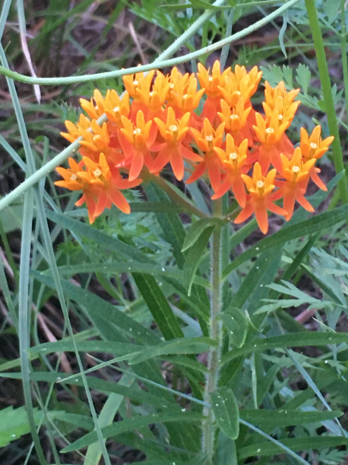 Orange Butterfly Weed