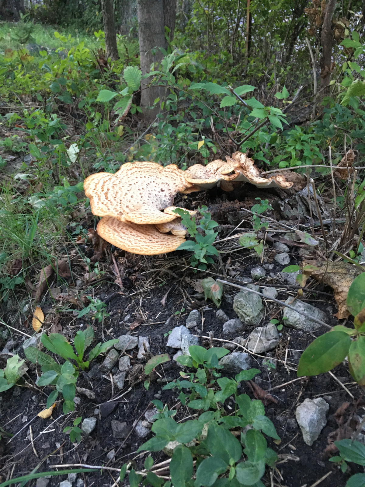 Bracket Fungus along the trail