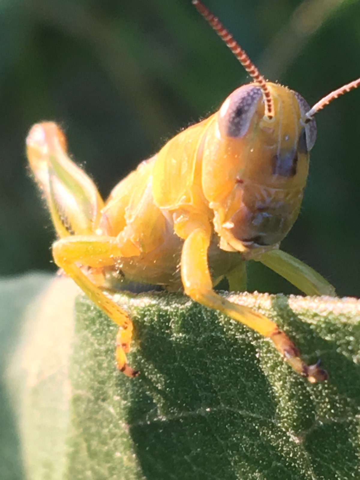 Grasshopper resting on a milkweed leaf.