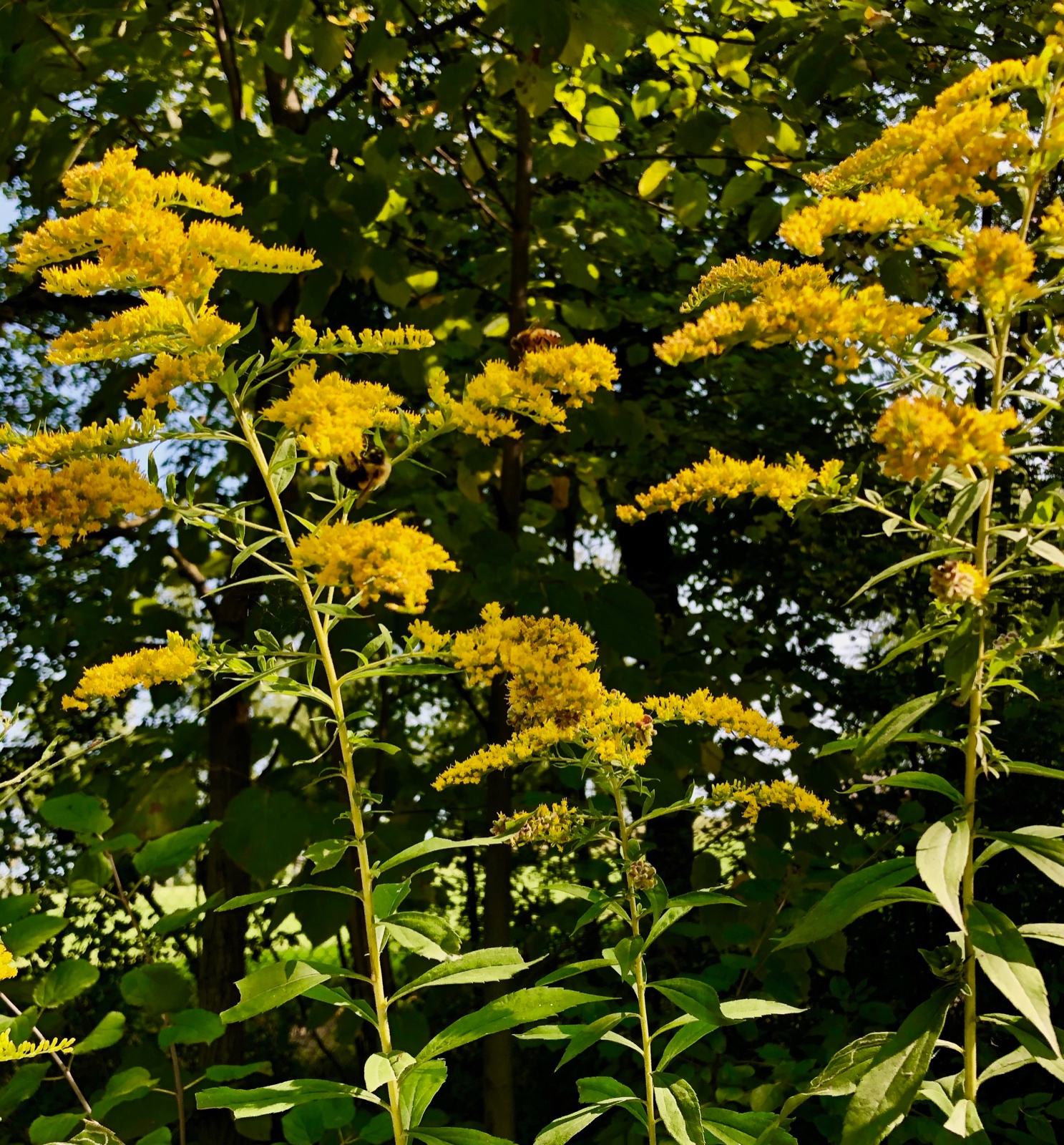 Bees and goldenrod