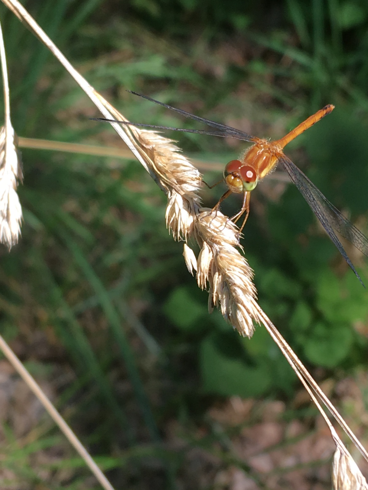 Dragonfly resting on a piece of grass