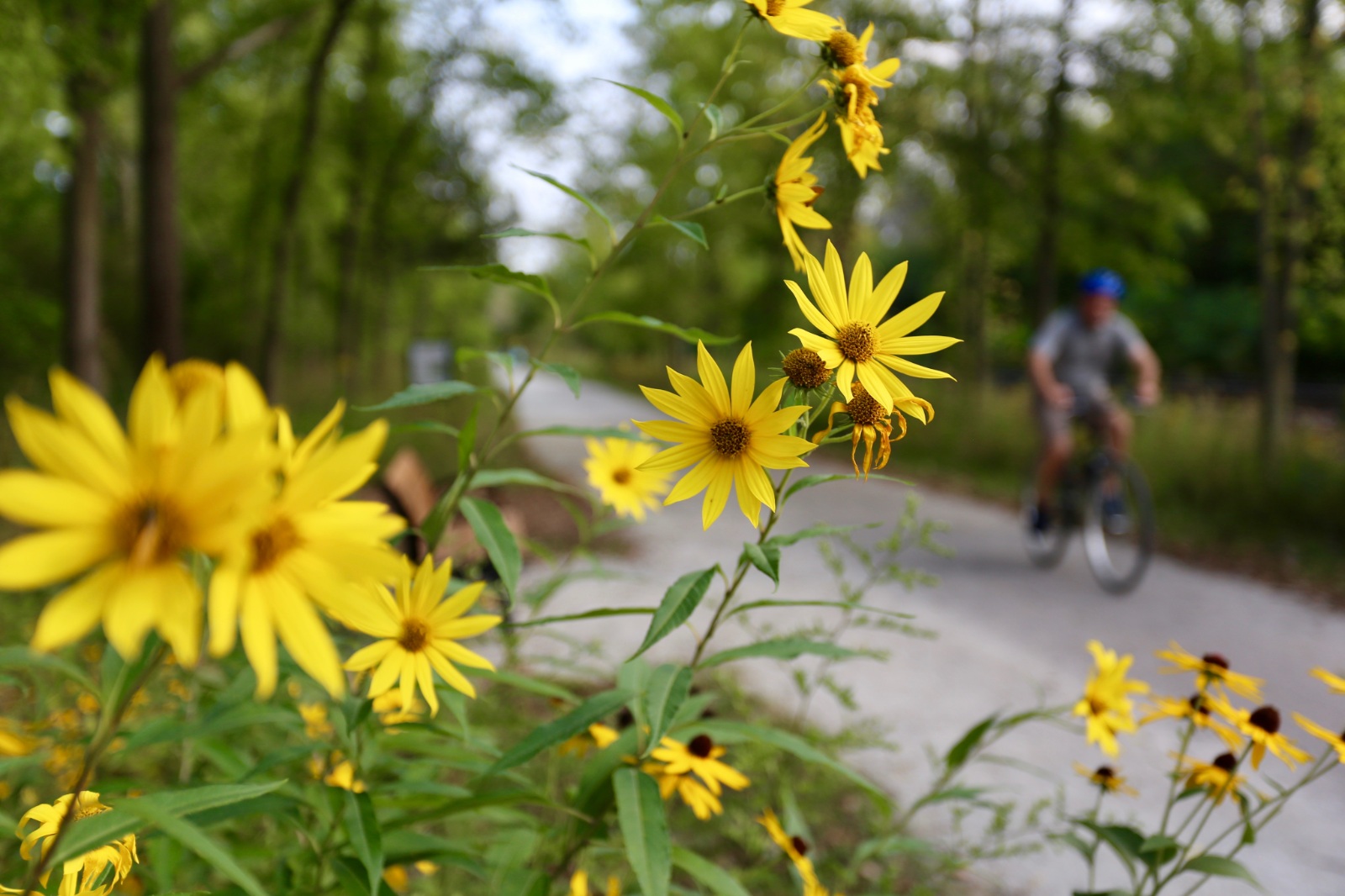 Flowers in Focus