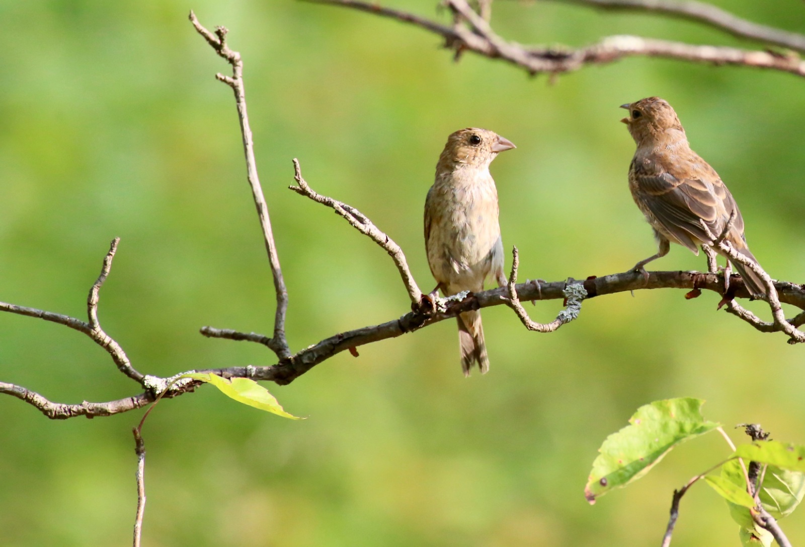Birds in Conversation