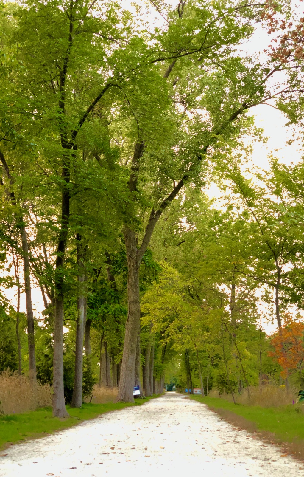 Early Fall on the Trail