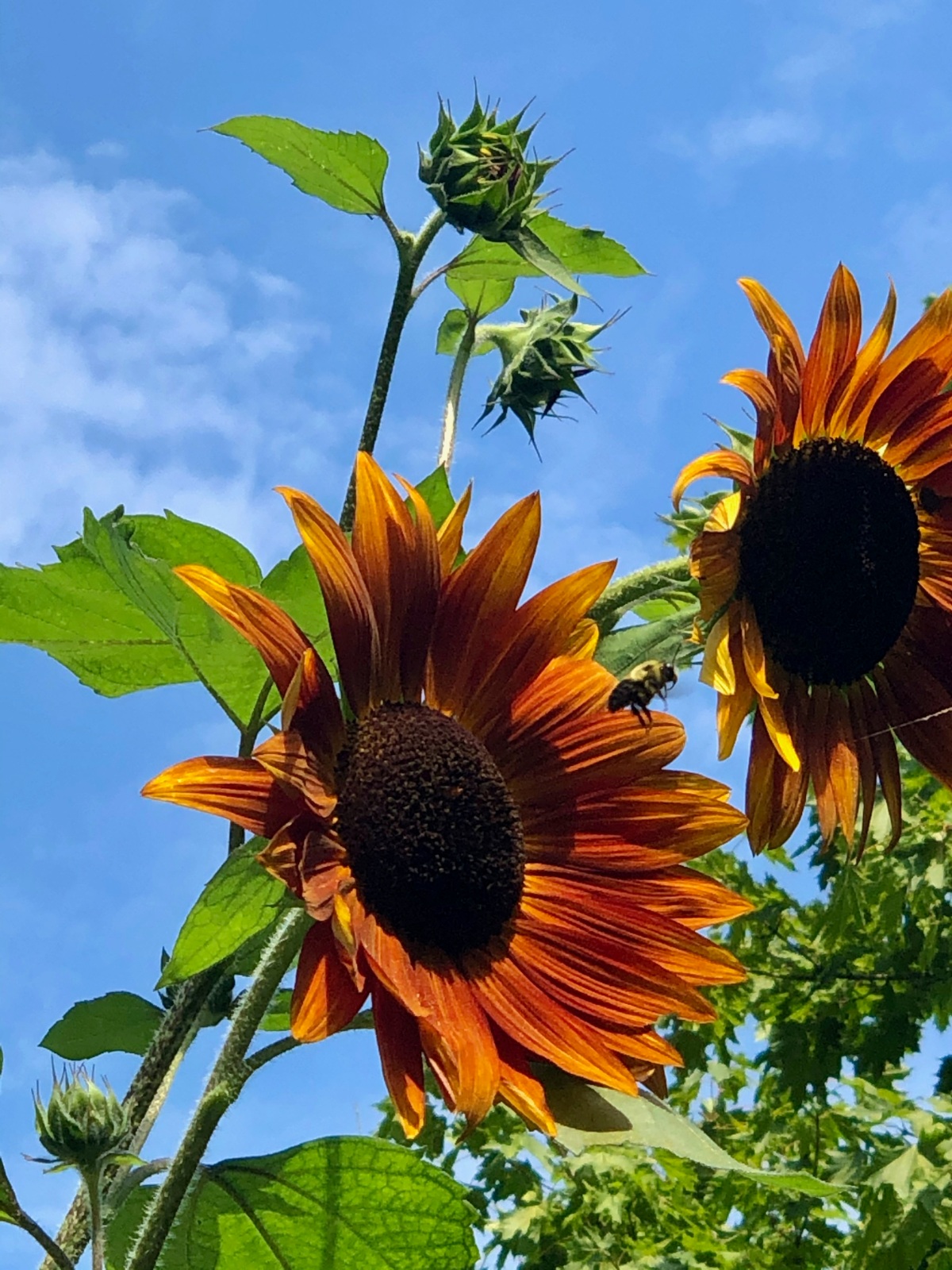 Sunflower & the Bee