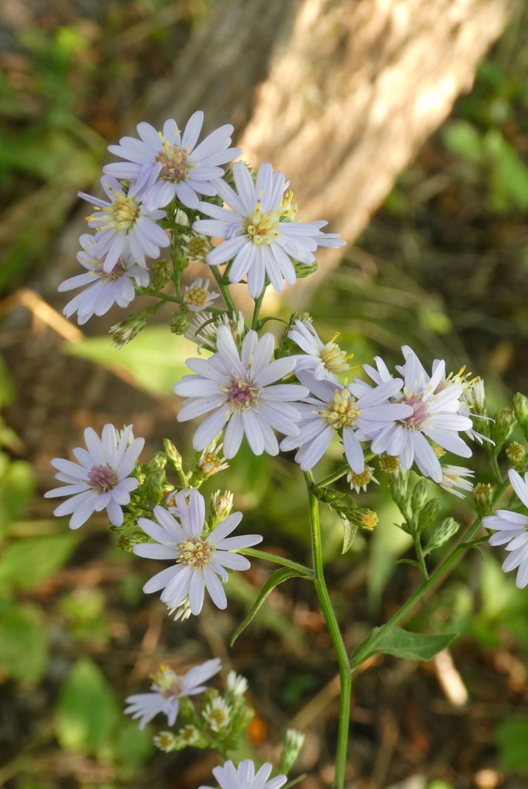 Late Summer Blooms