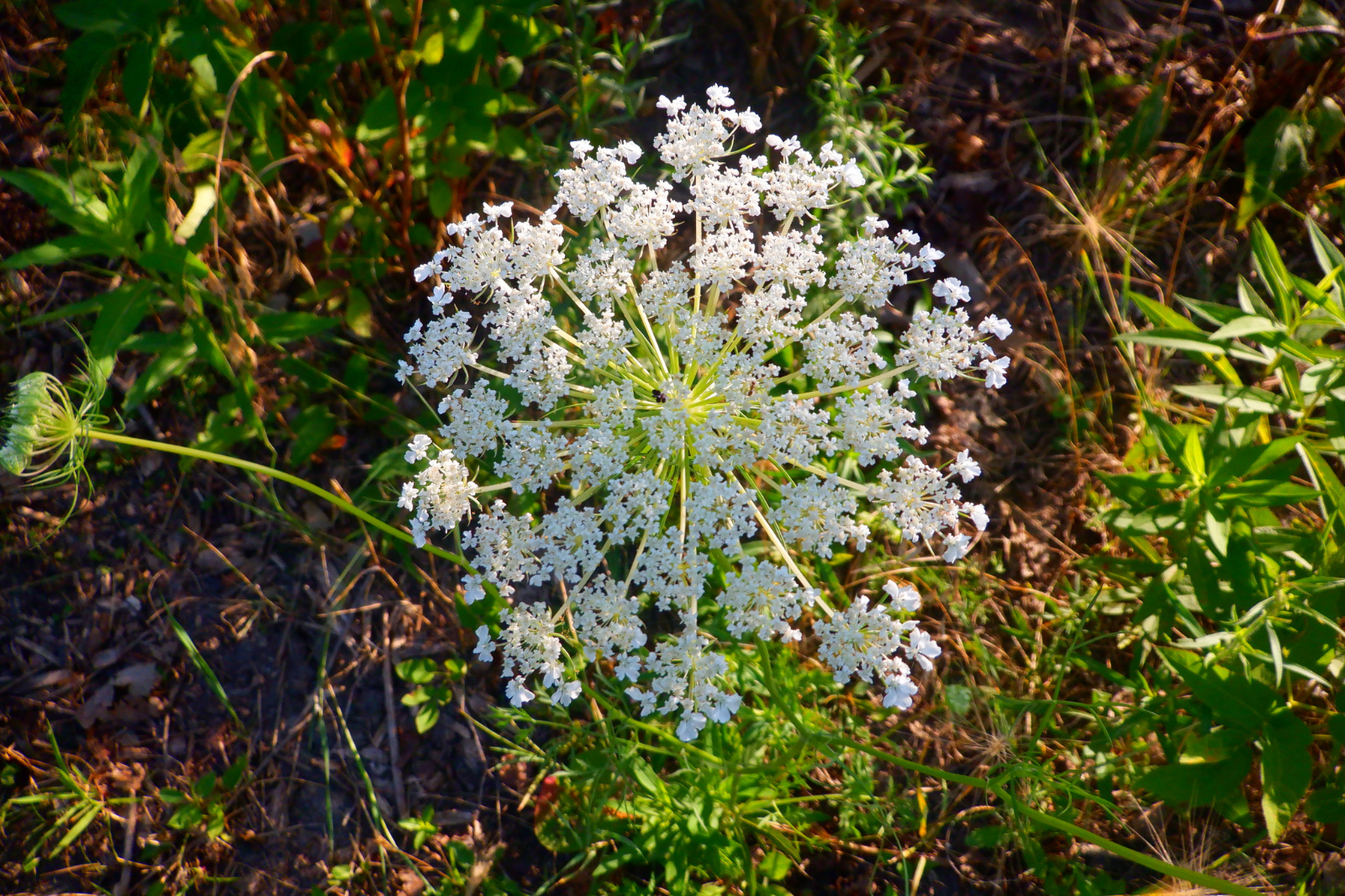 Snowflake in Summer