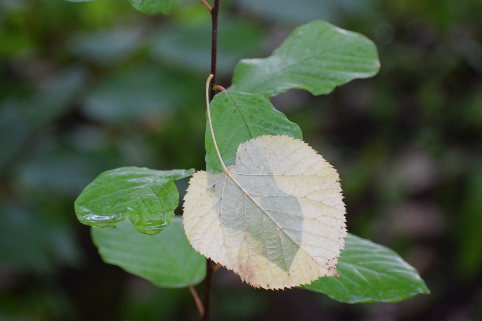 White petal