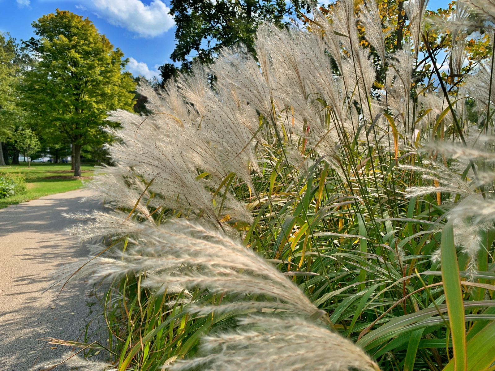 Grass blooms along the trail