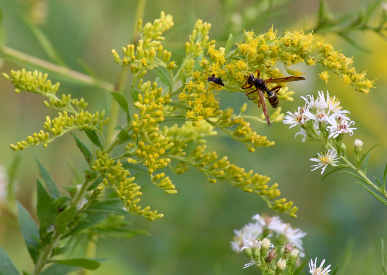 Feasting on a Flower