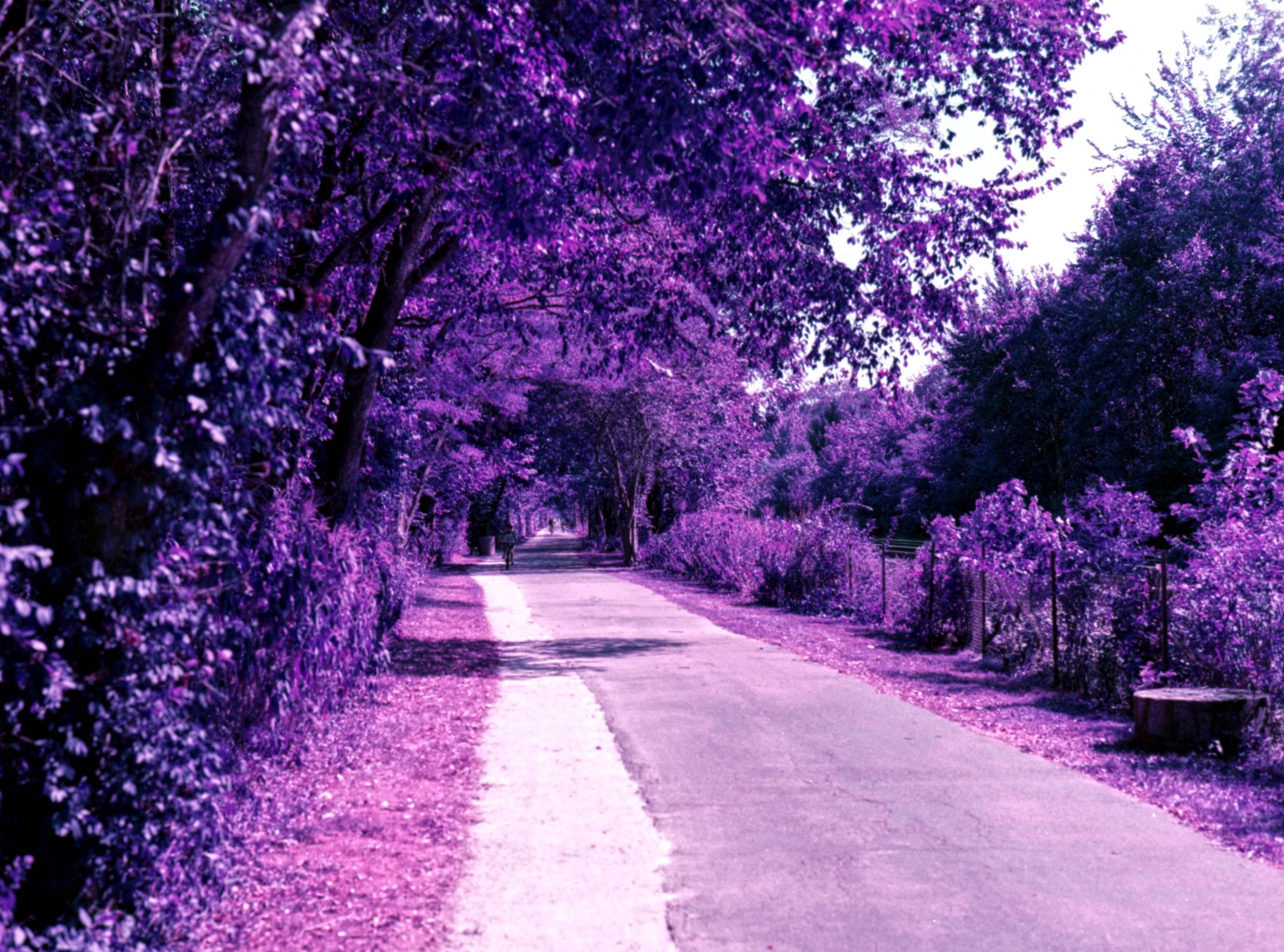 Green Bay Trail on Lomochrome Purple Film