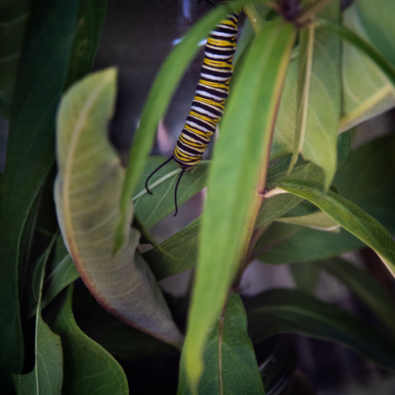 Feeding on Milkweed