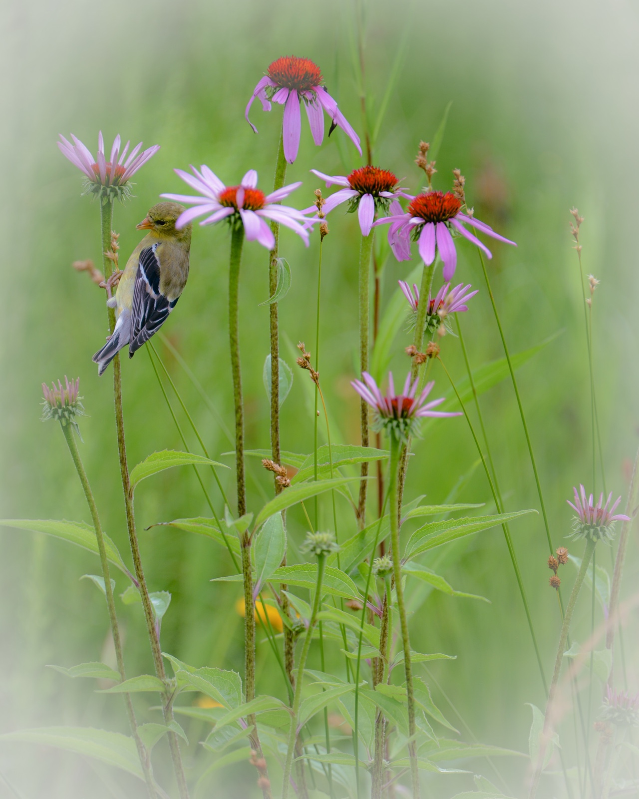 Goldfinch & Coneflowers