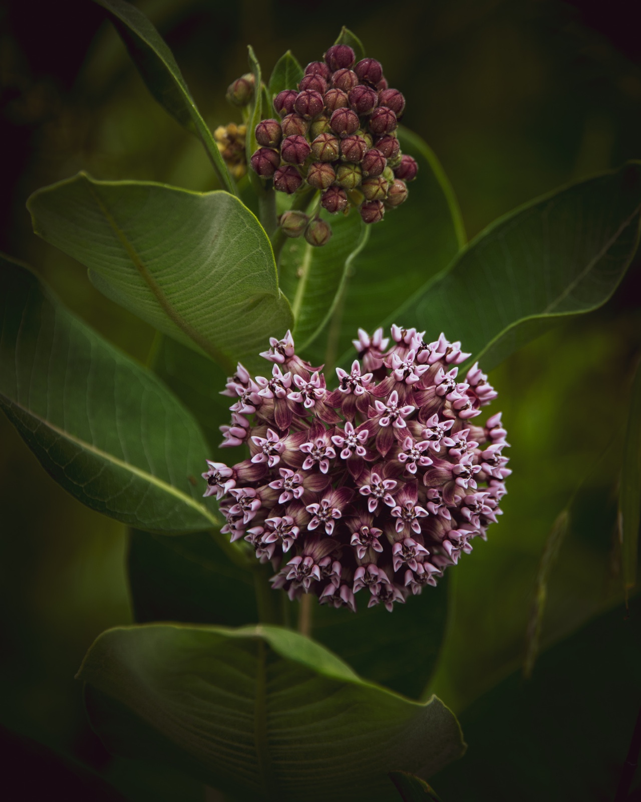 Milkweed