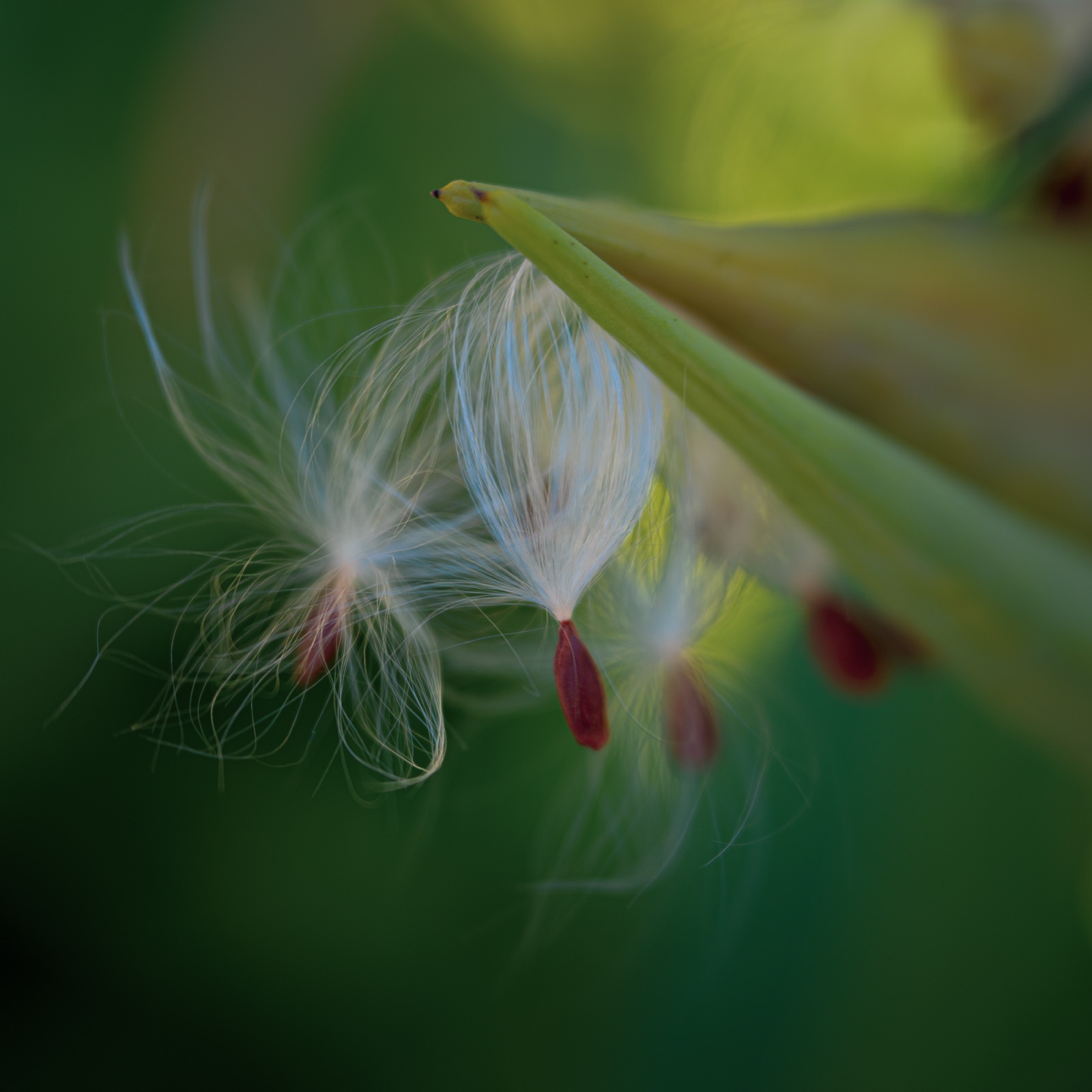 Seeds: Hope for the Future