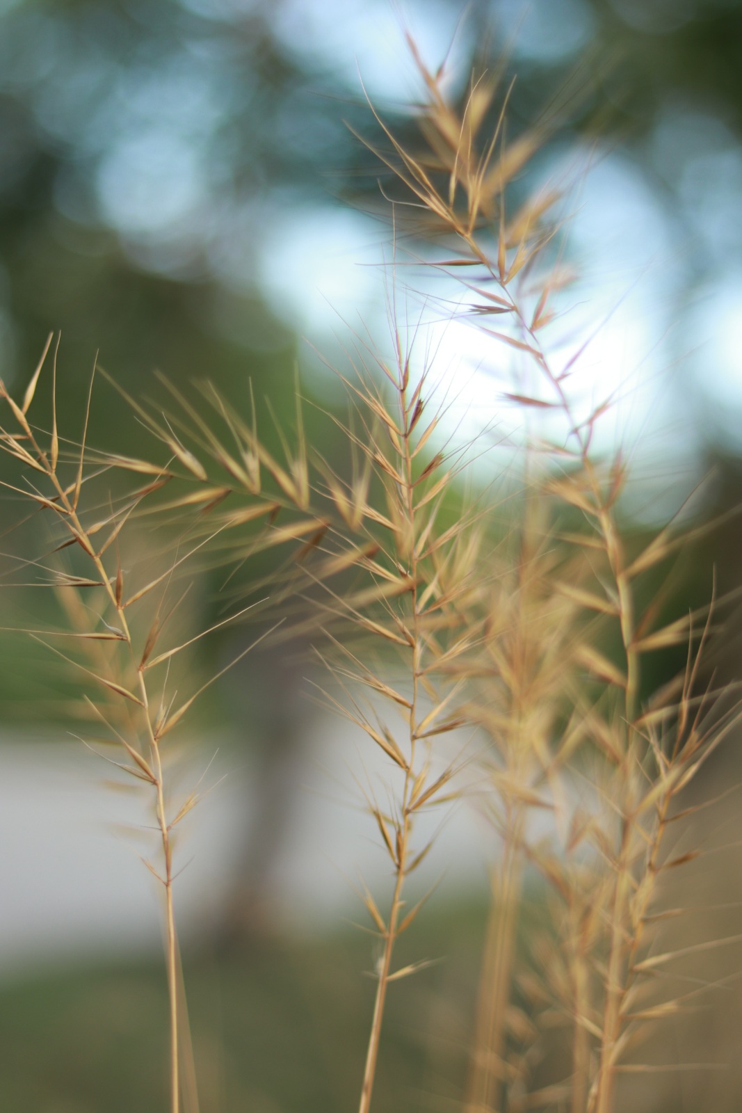 Bottlebrush2