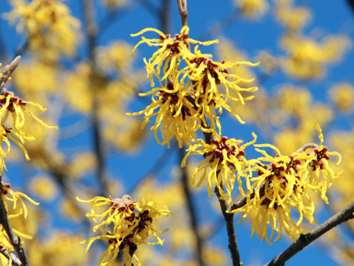 Witch Hazel