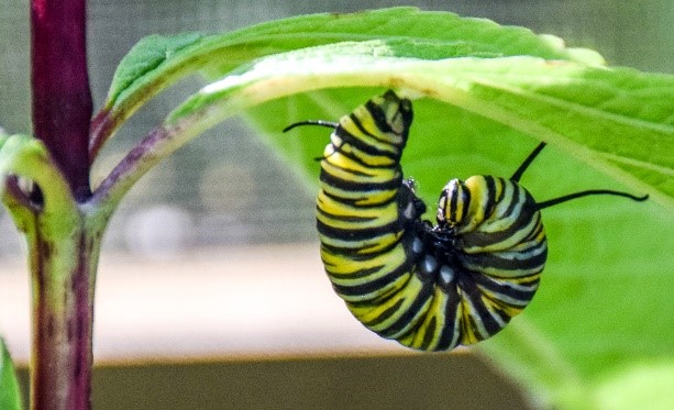Monarch_Hatchery_01