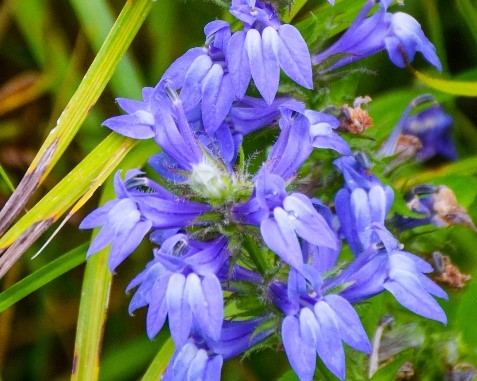 Native_Plants_02