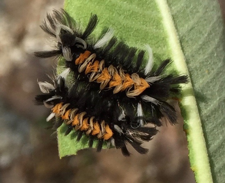Tussock Moths Caterpillars on Milkweed
