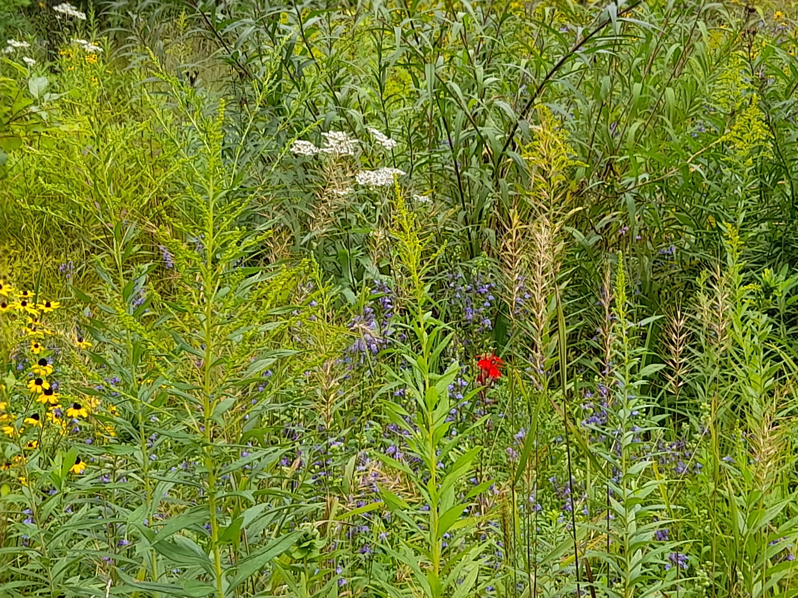 Heart of the Trail