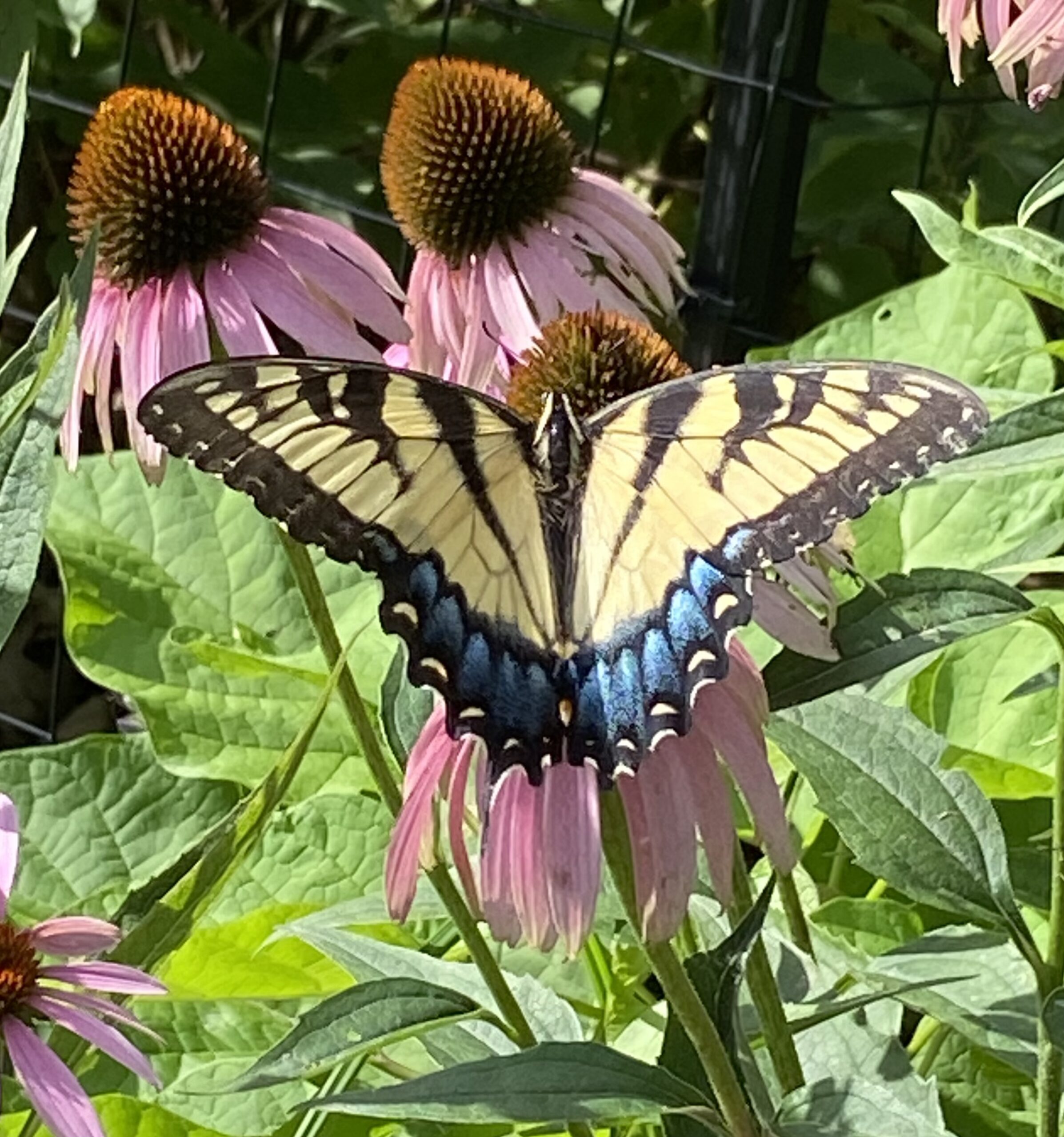 Swallowtail on Coneflower