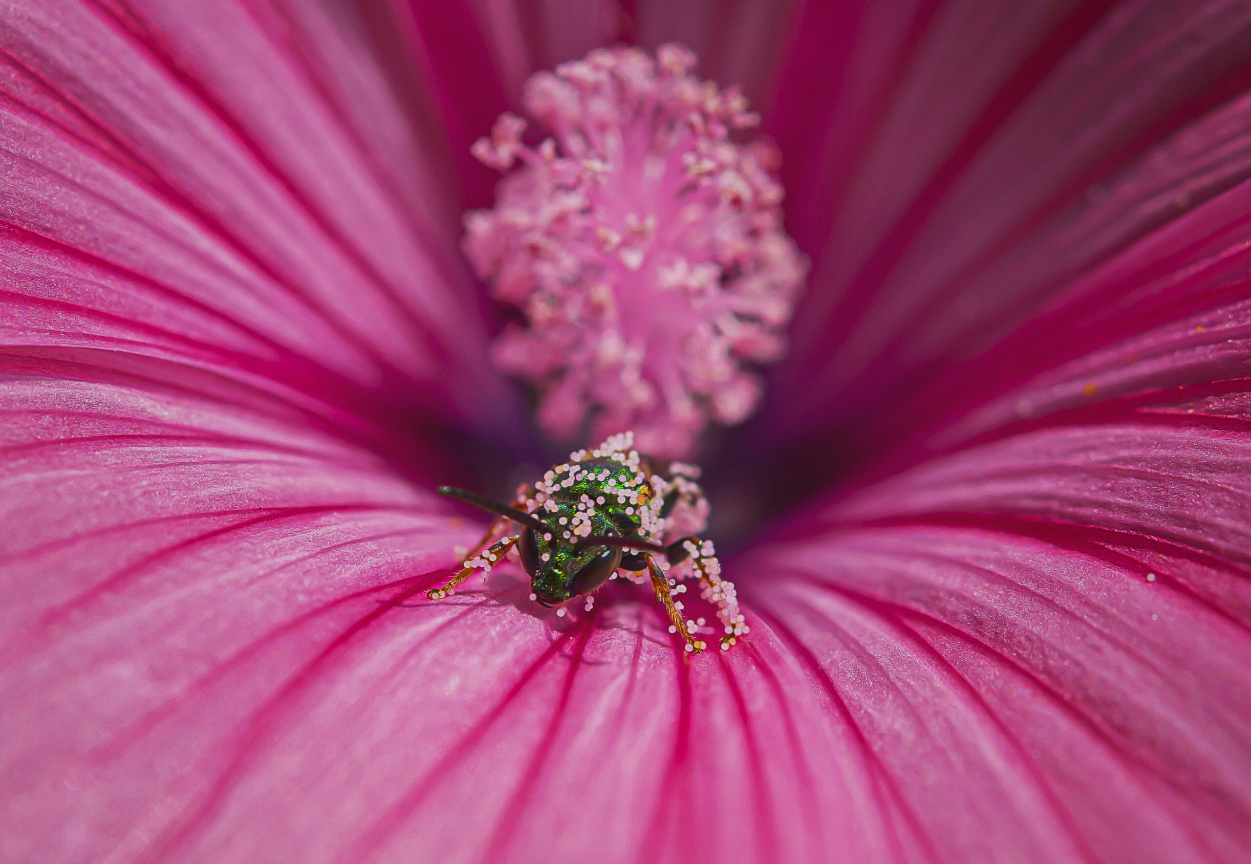 Pretty In Pink