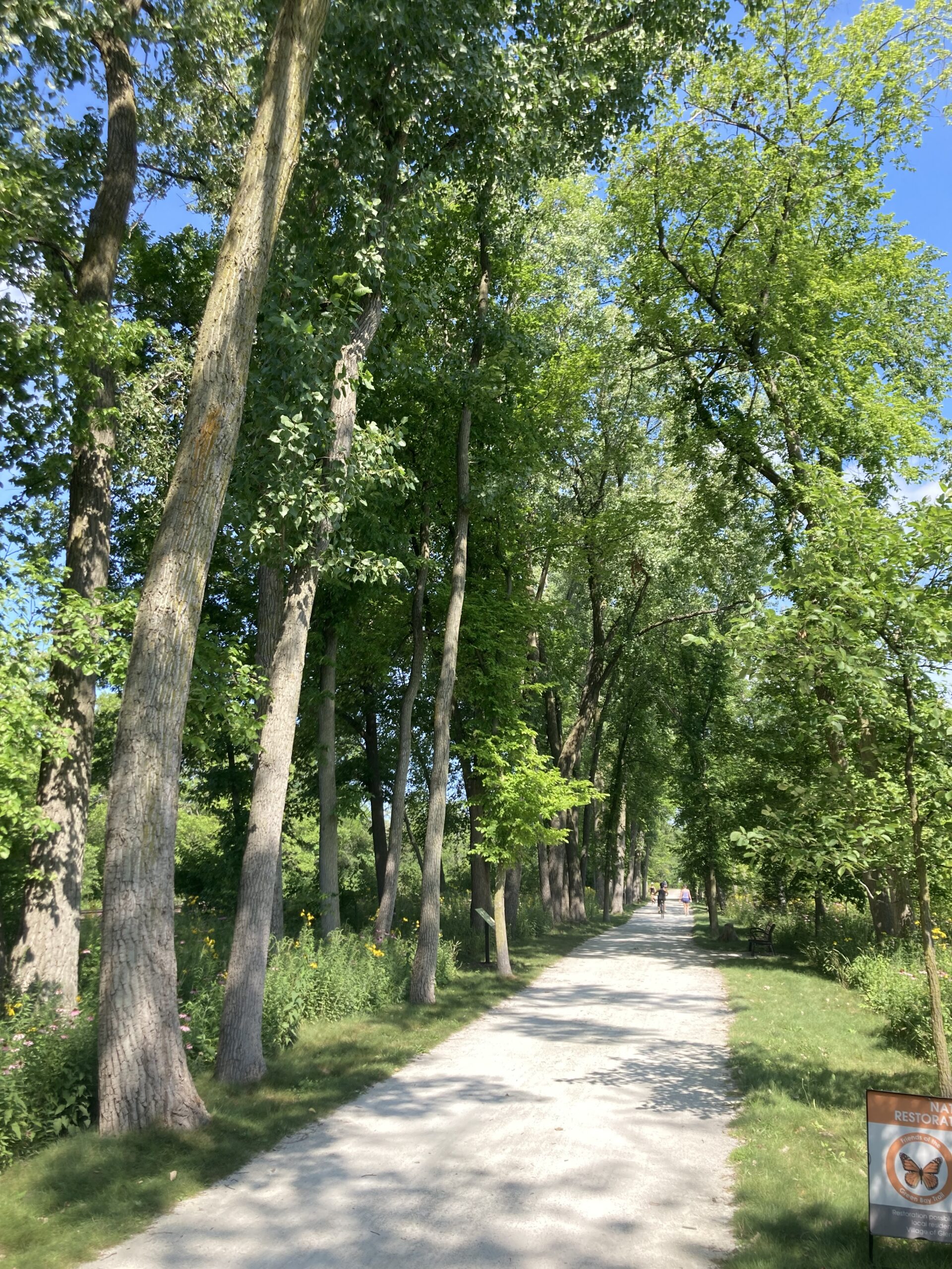 Tree lined path