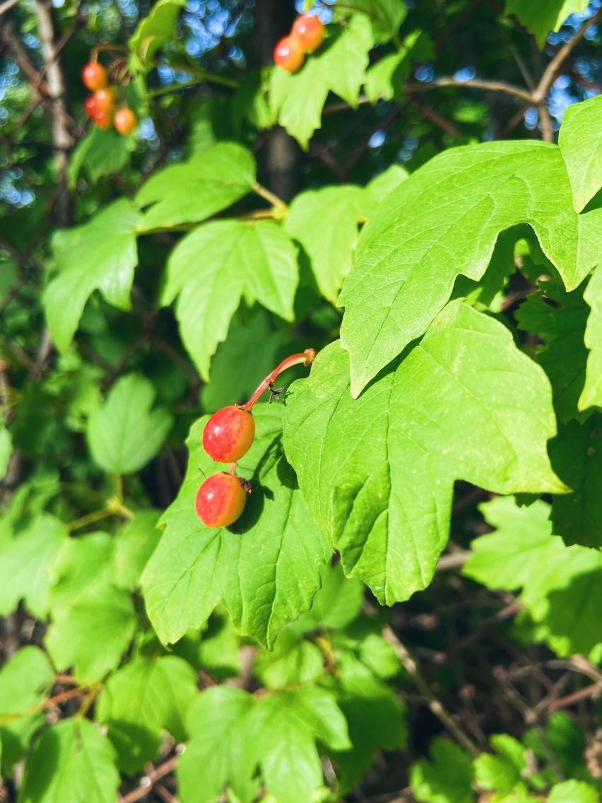 Red in a Sea of Green