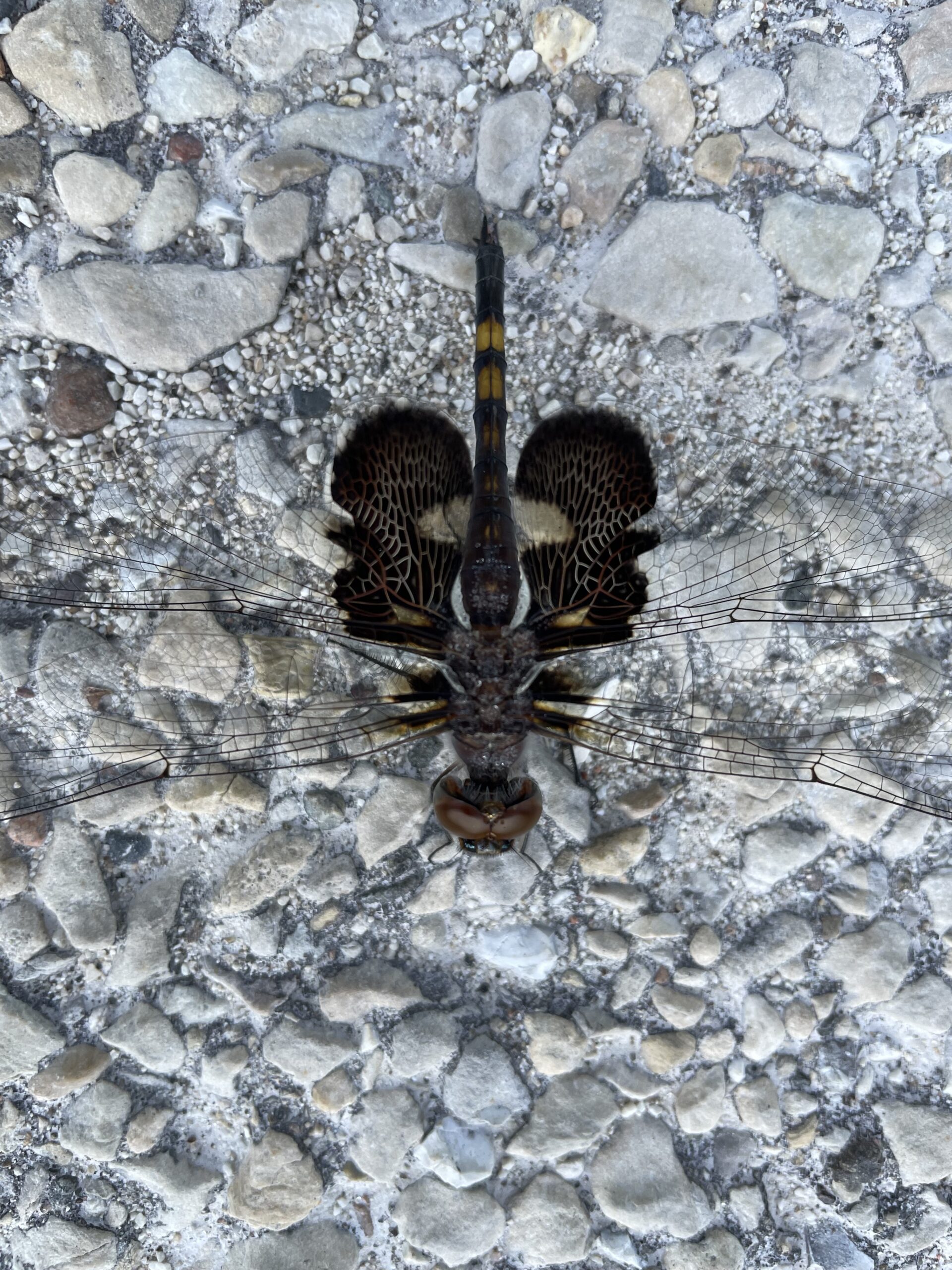 Insect on gravel path August 10, 2022