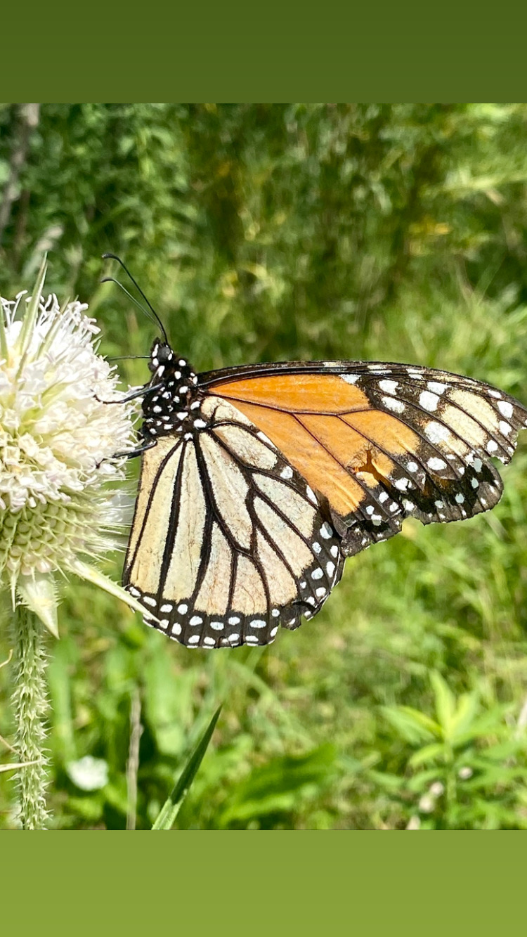 Monarch at work