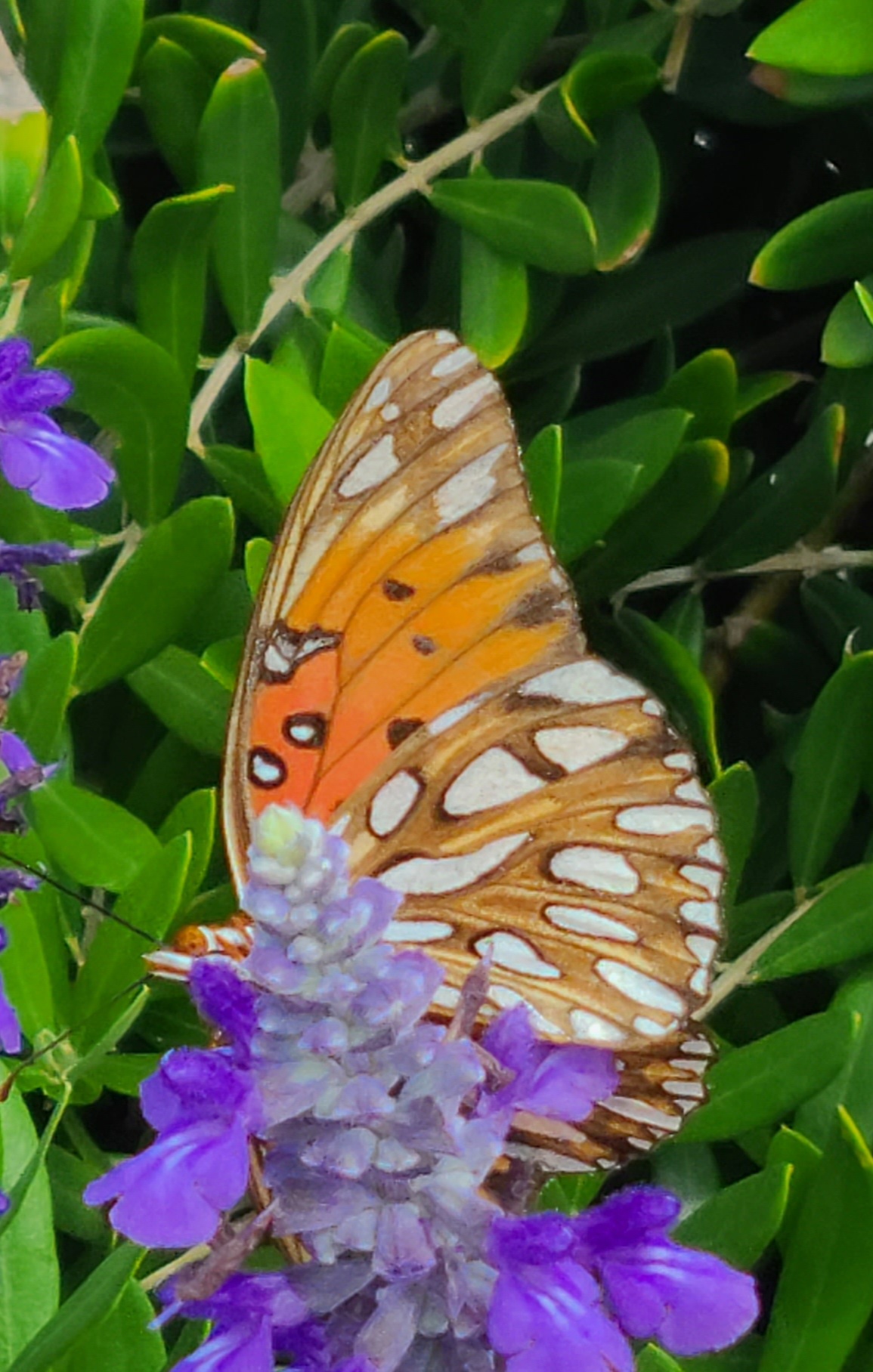 Kiawah