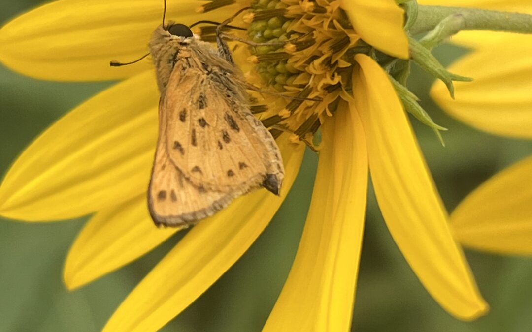 a fiery skipper on a maximilian sunflower on the Green Bay trail