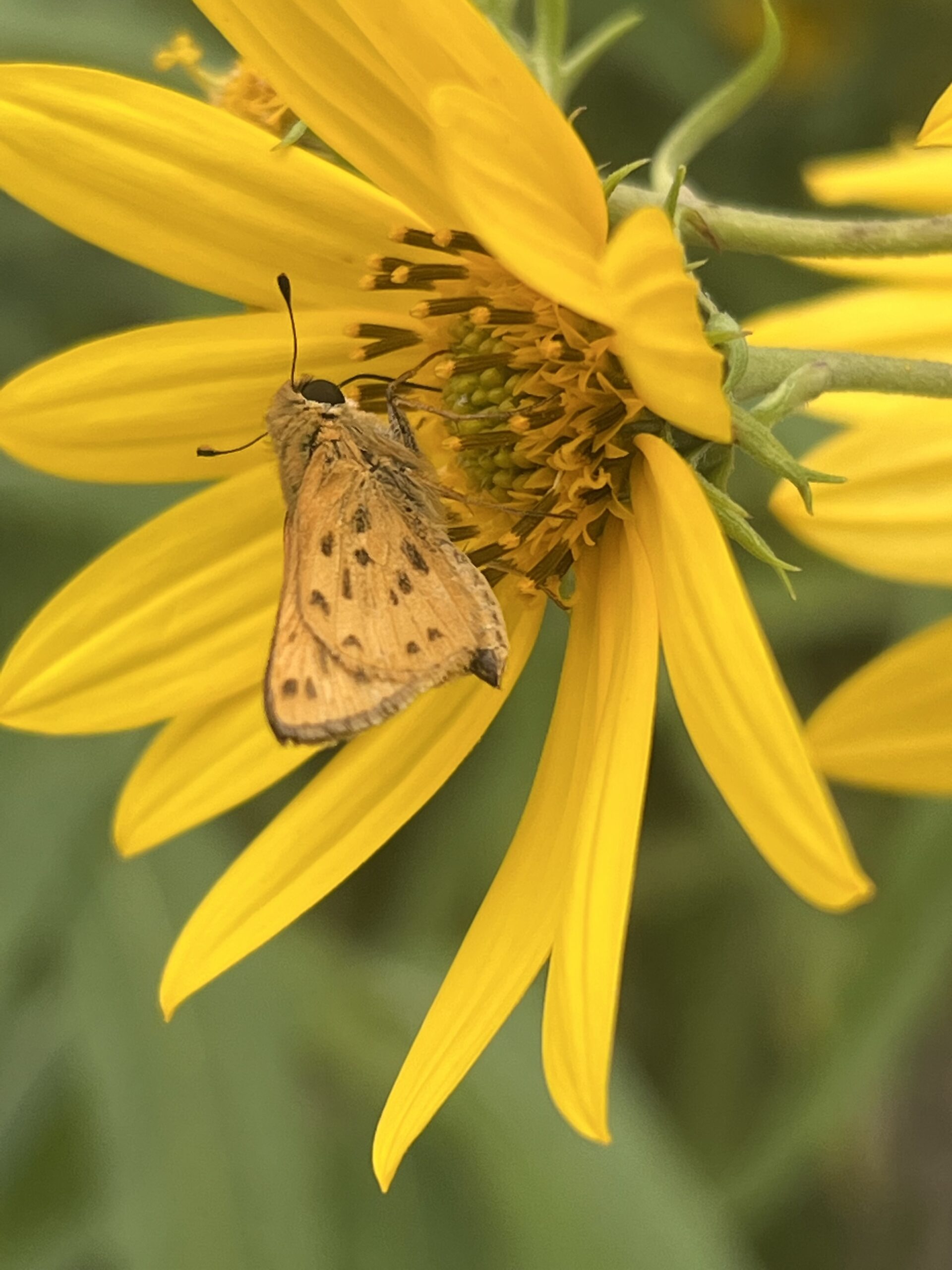 a fiery skipper on a maximilian sunflower on the Green Bay trail