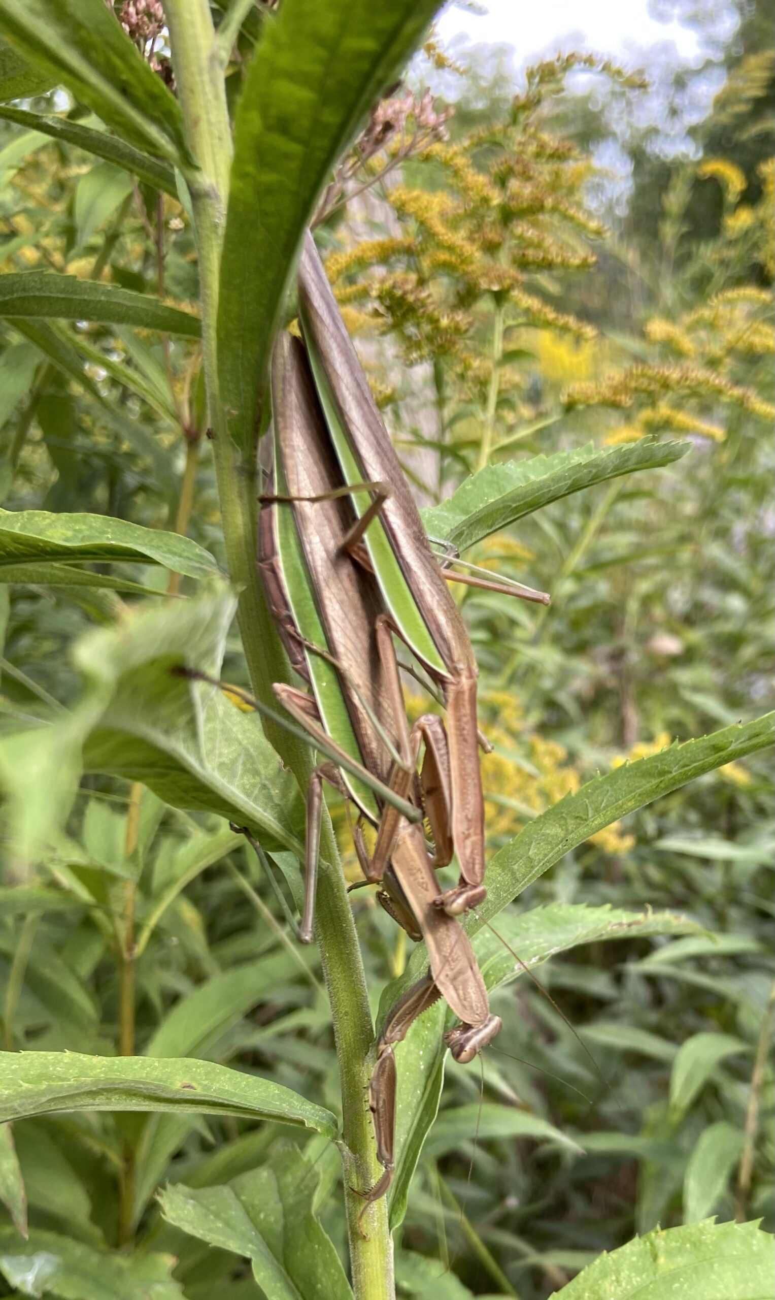 Praying Mantes in action (hubba hubba)