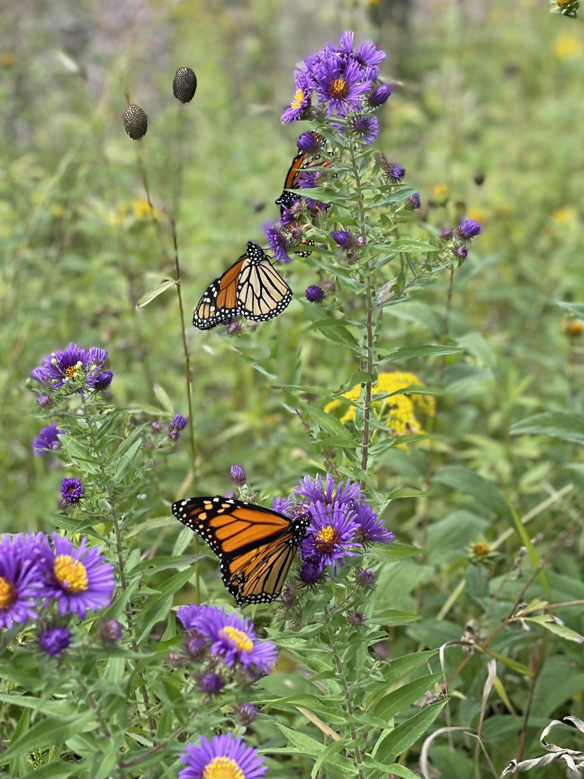 Monarch Wayside