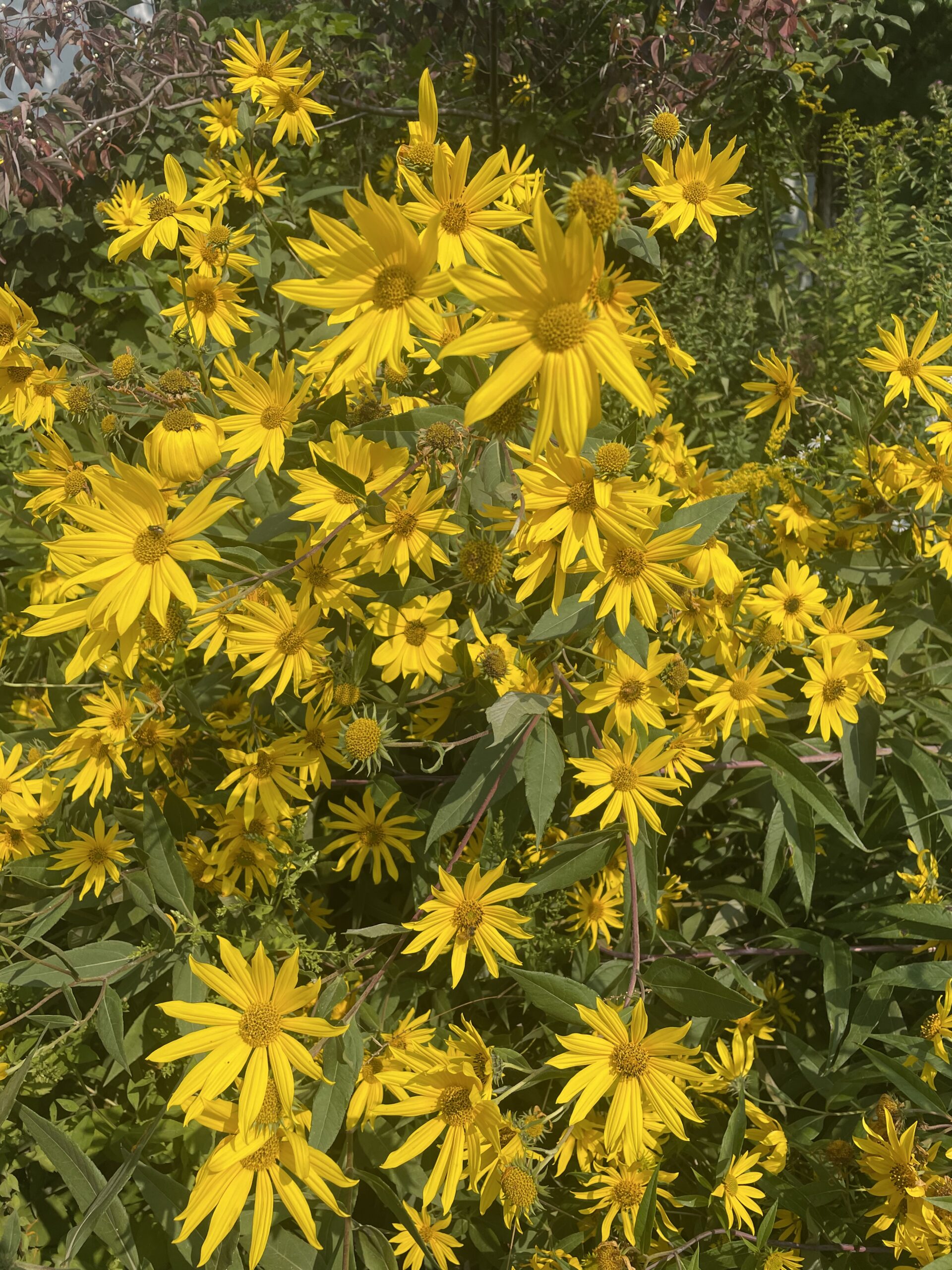 Green Bay Trail Sunshine