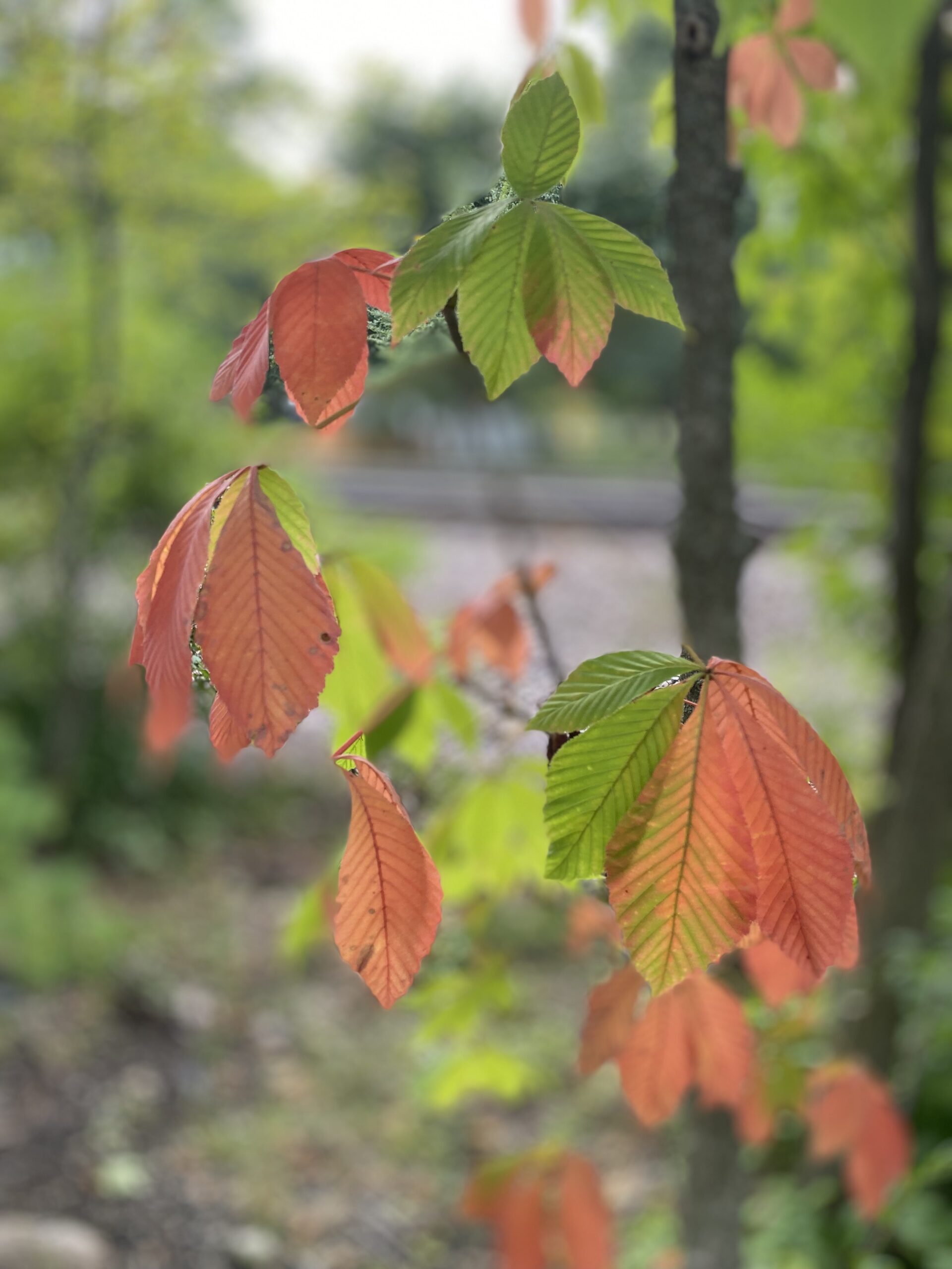 Fall colors