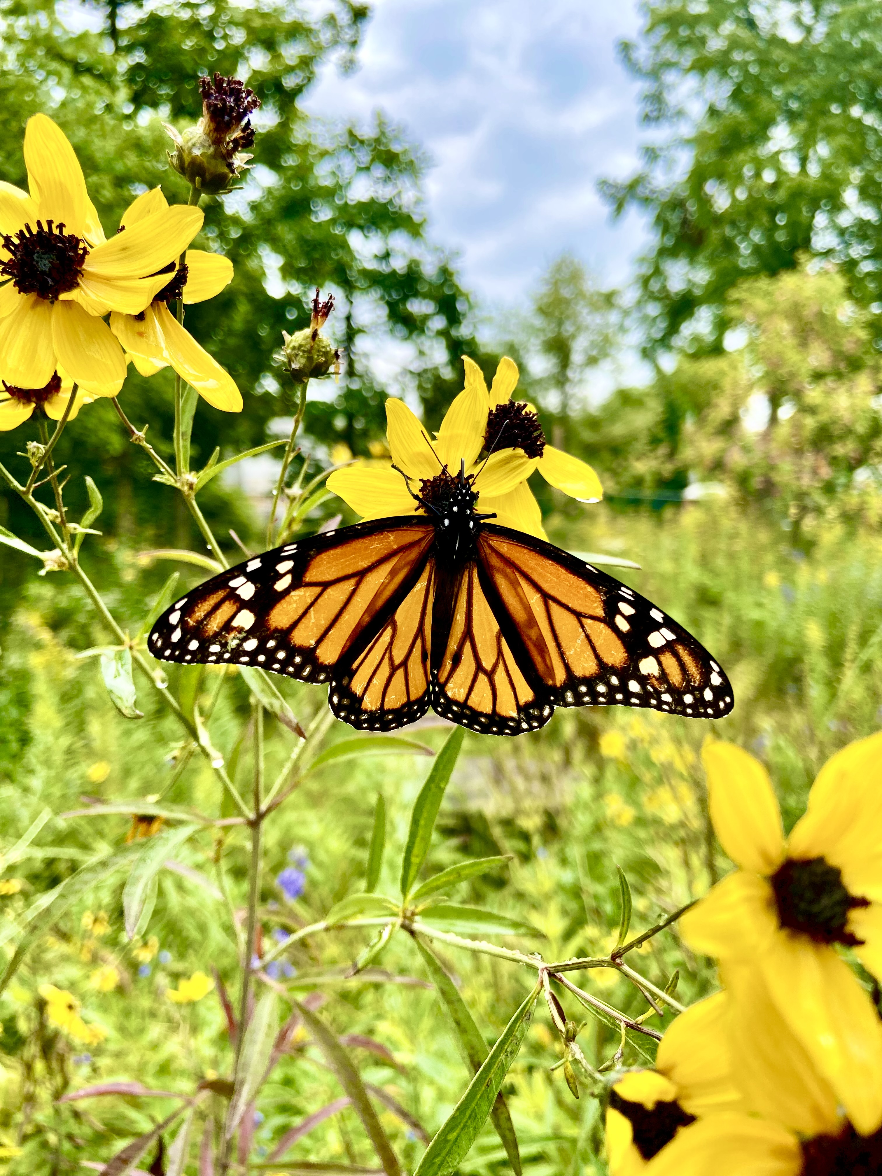 Monarch on the Trail